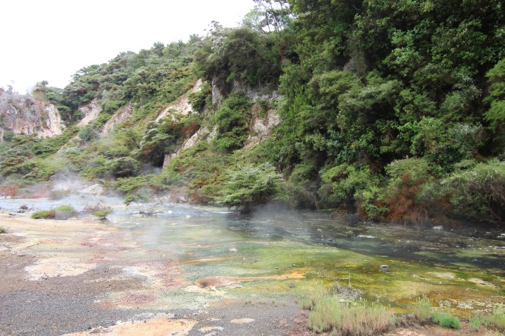 5 Unmissable Things to Do in Rotorua, New Zealand (If You're Tight on Time!) 18 Moss, Waimangu Volcanic Valley, Rotorua New Zealand